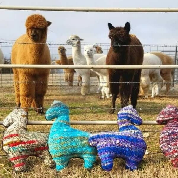 Alpacas with alpaca toys!
