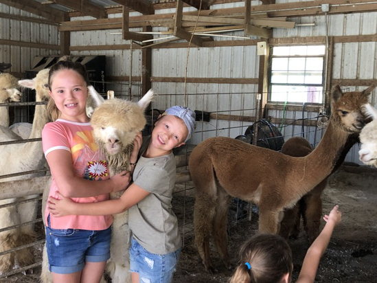 Our alpacas are so HUGGABLE!