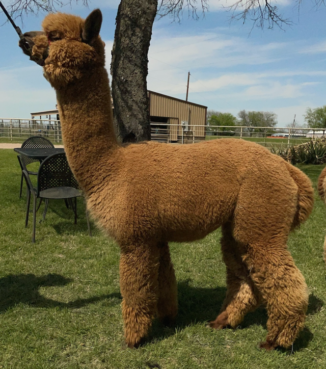 Legendary Beau in the field! Such amazing size!