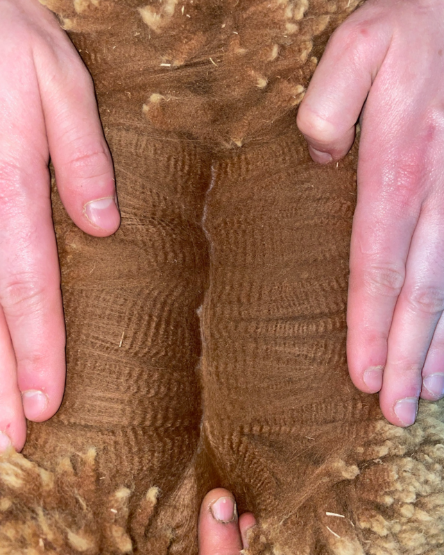 Legendary Beau has an incredible fleece!