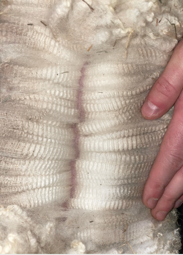 Look at Legendary Hasley's beautiful fleece!