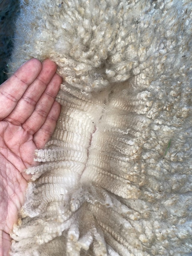 More fleece shots of Legendary Hasley!
