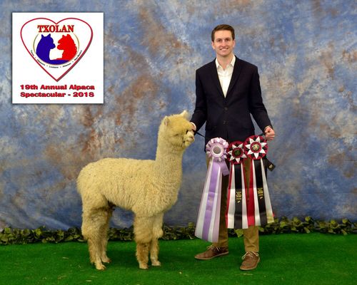 Legendary's Presumed Patriot winning ribbons!