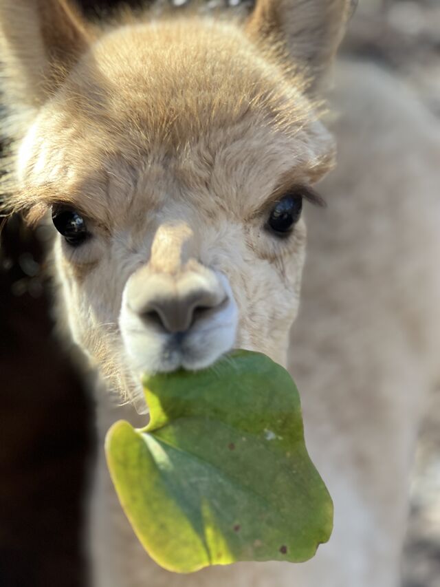 Join us at the Legendary Alpacas Farm for National Alpaca Day!