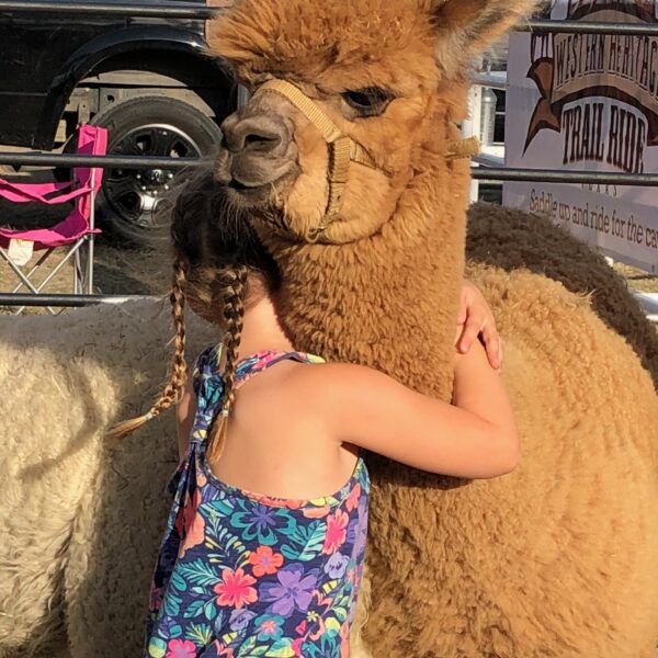 30-minute Alpaca Farm Tour