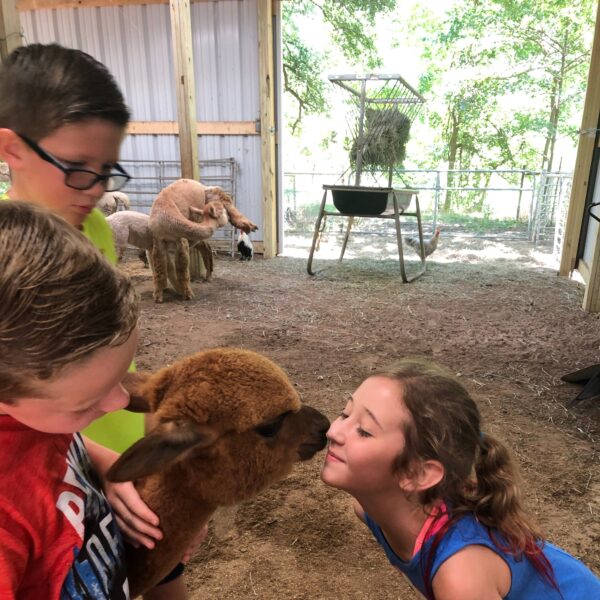 60-minute Alpaca Farm Tour