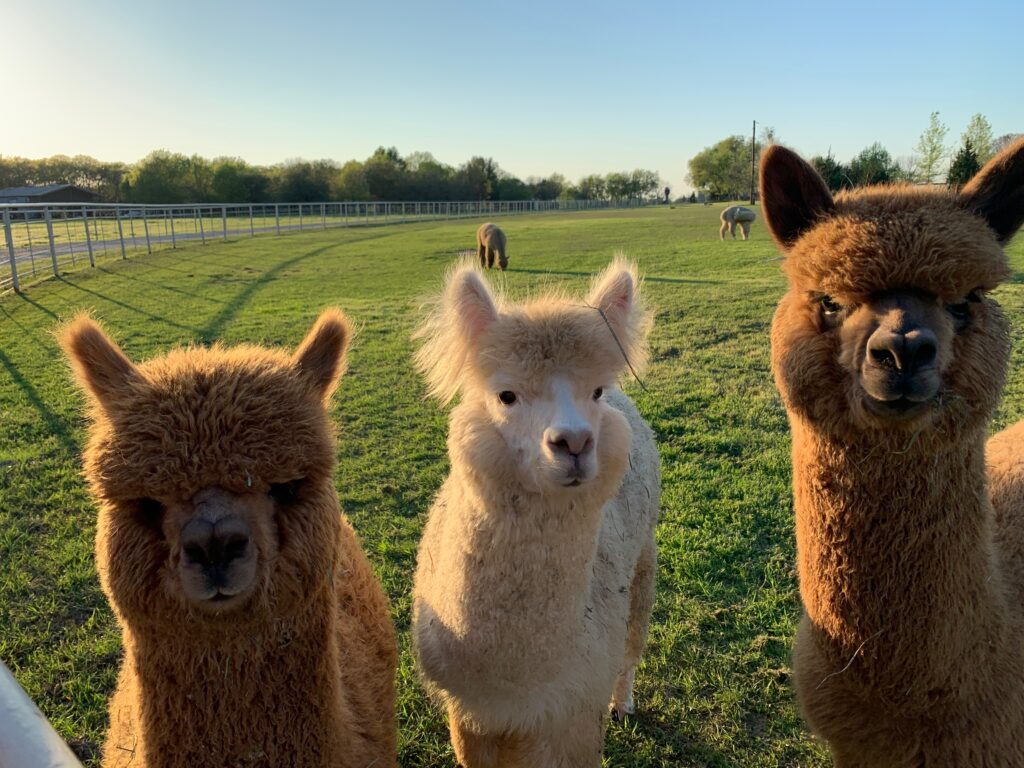 Legendary Alpaca  three musketeers.
