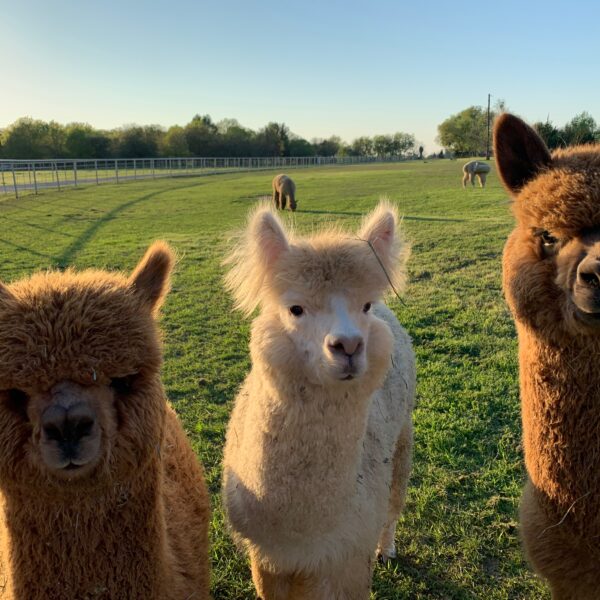 90-minute Alpaca Farm Tour