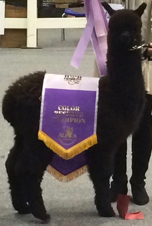 R Creek's Legendary Eclipse winning Color Champion!