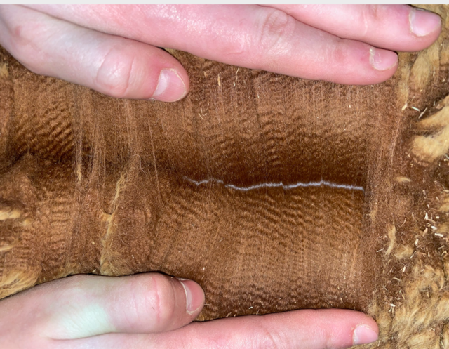 R Creek's Royalty Rising has an incredible fleece!