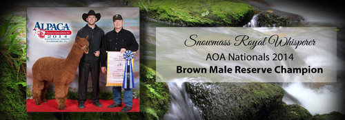 Snowmass Royal Whisperer winning another ribbon!