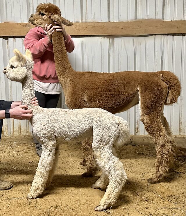 Snowmass Treasured Beauty with cria!