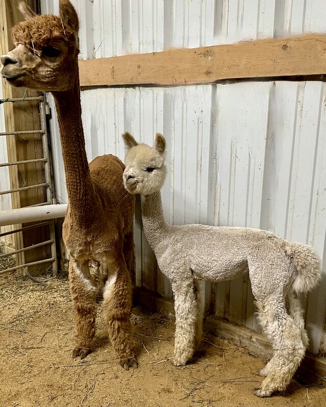 Snowmass Treasured Beauty with cria in the yard!