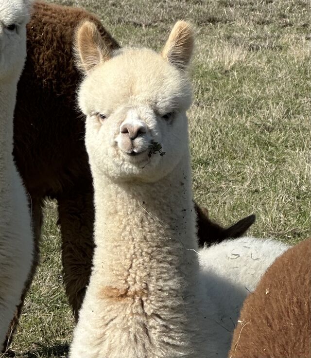 Snowmass Treasured Beauty's offspring!