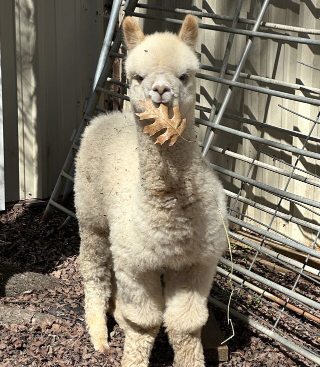 Snowmass Treasured Beauty's offspring having a snack!