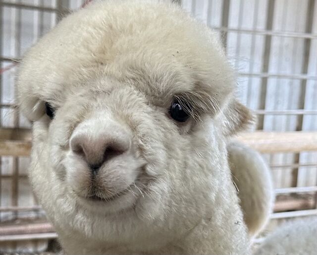 Snowmass Treasured Beauty's offspring is all smiles!