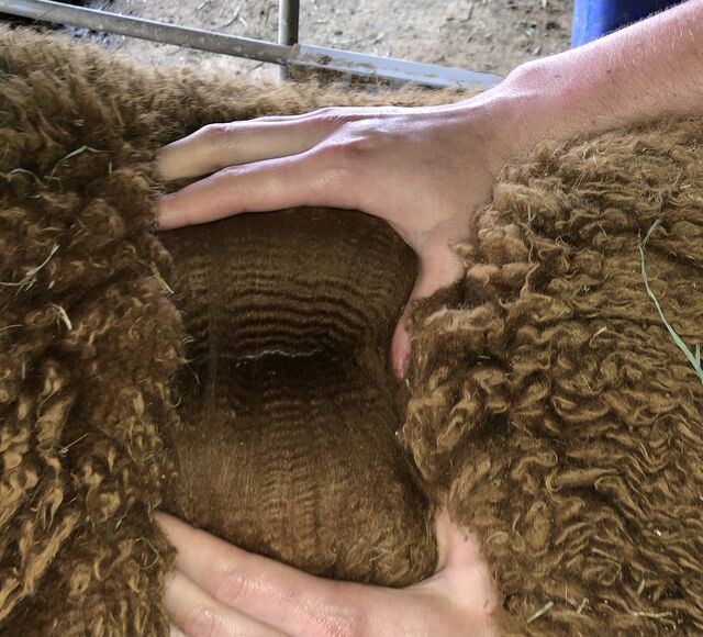 Snowmass Treasured Beauty has a beautiful fleece!