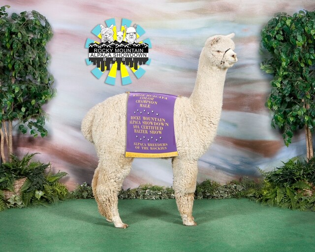 TAG Center Fold winning a show!