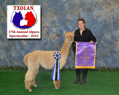 Tuscan's Galliano di Bella Vita winning a show!