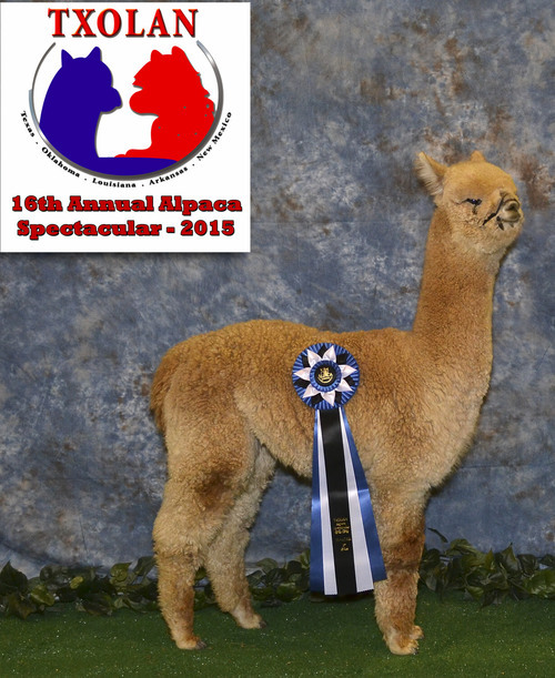 Tuscan's Galliano di Bella Vita winning a ribbon!