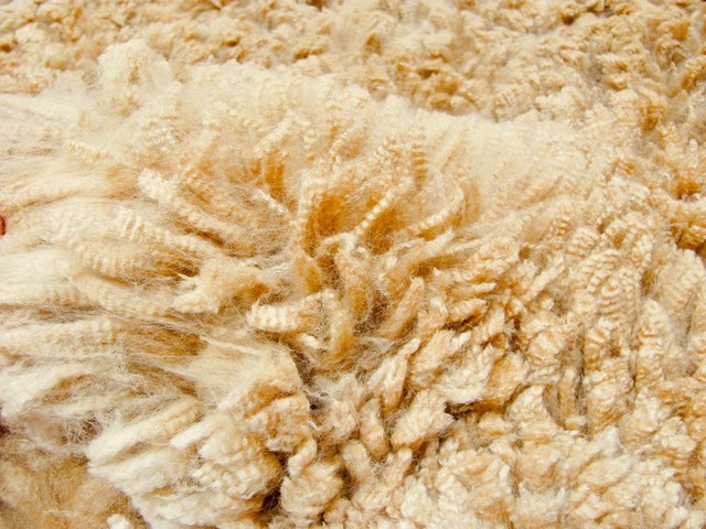 What a fleece!
