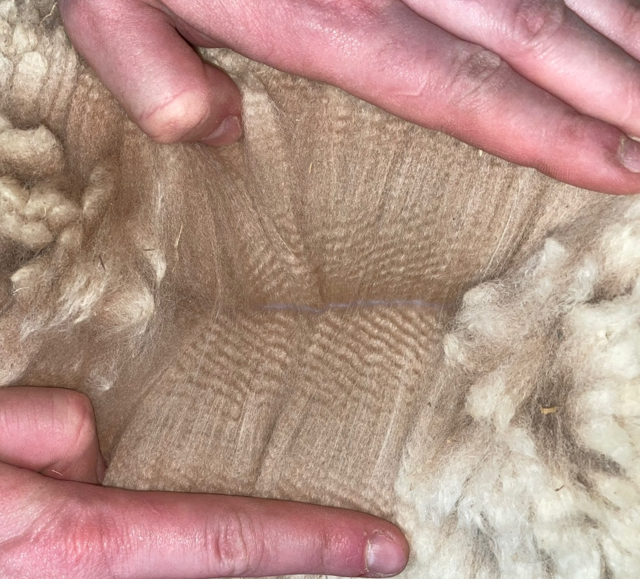 Look at that amazing fleece!