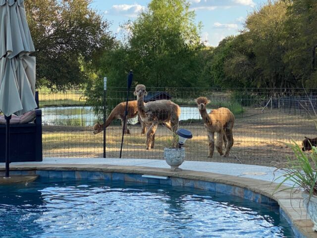 Our guest house has a water feature too!