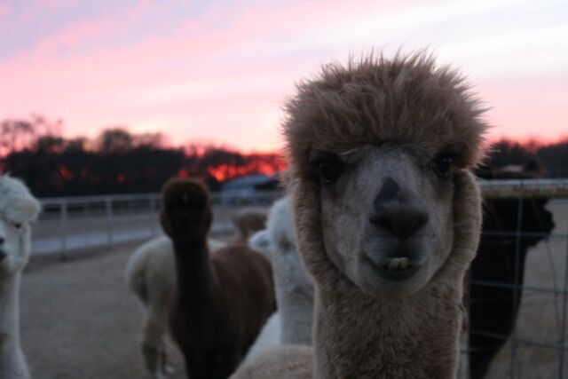 While you stay, enjoy immediate access to our alpacas!