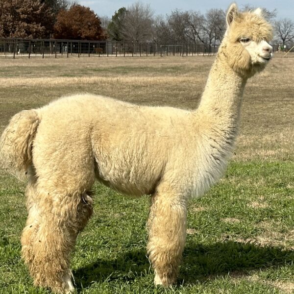 A Pathway to Alpaca Ownership