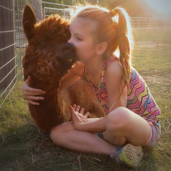 Alpaca Birthday Party - Deluxe!