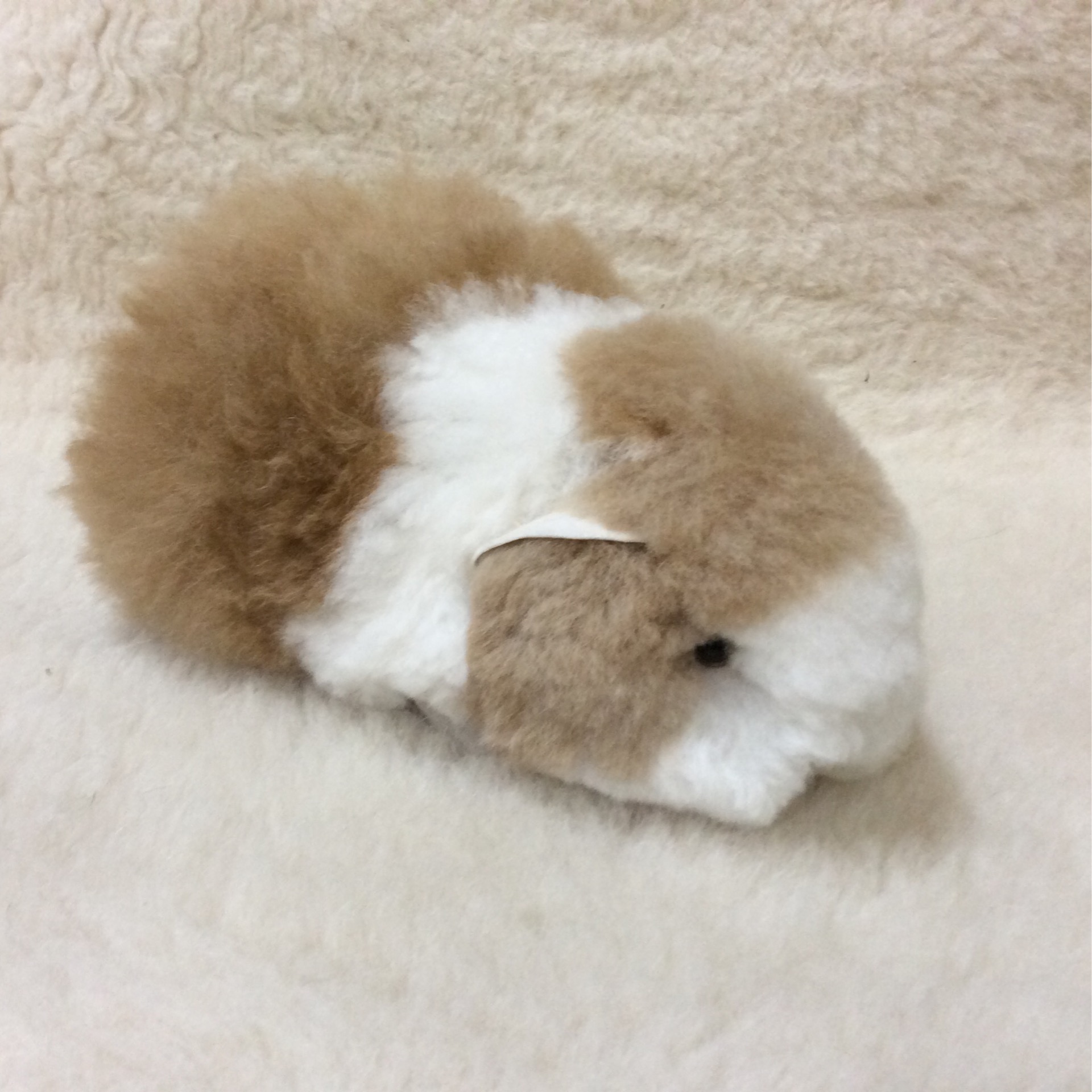 alpaca guinea pig stuffy