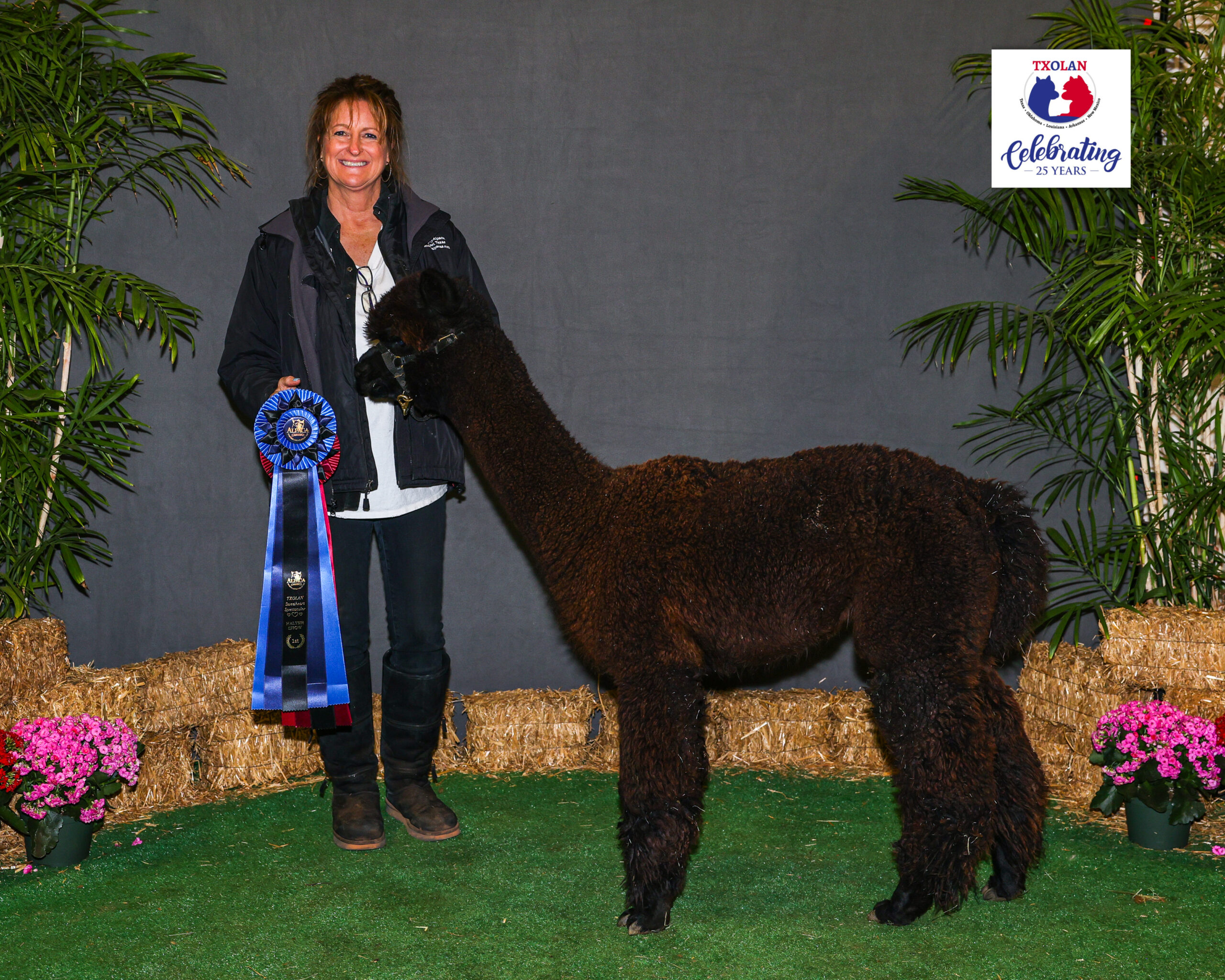 Epic Oblivion takes first lace at our alpaca show