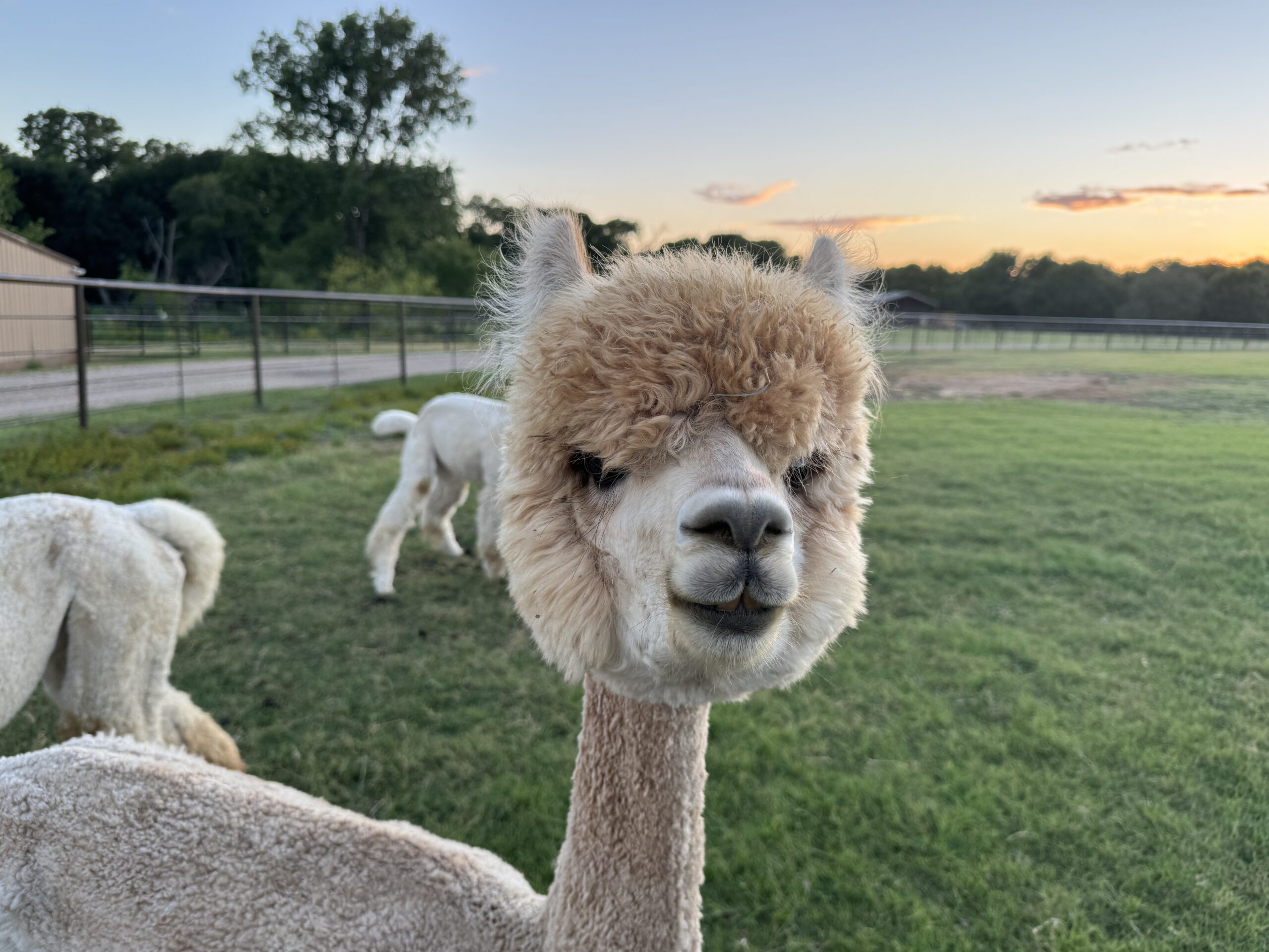 Millie alpaca in sunset