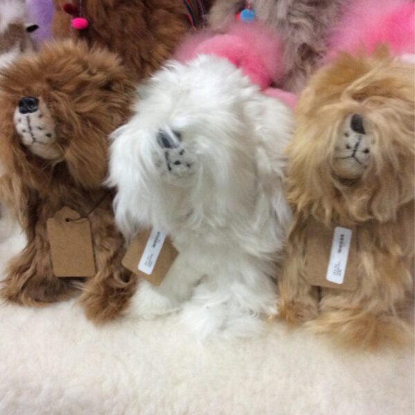 Suri alpaca dog fawn an white